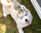 Pomsky Puppies For Sale Florida Fur Babies